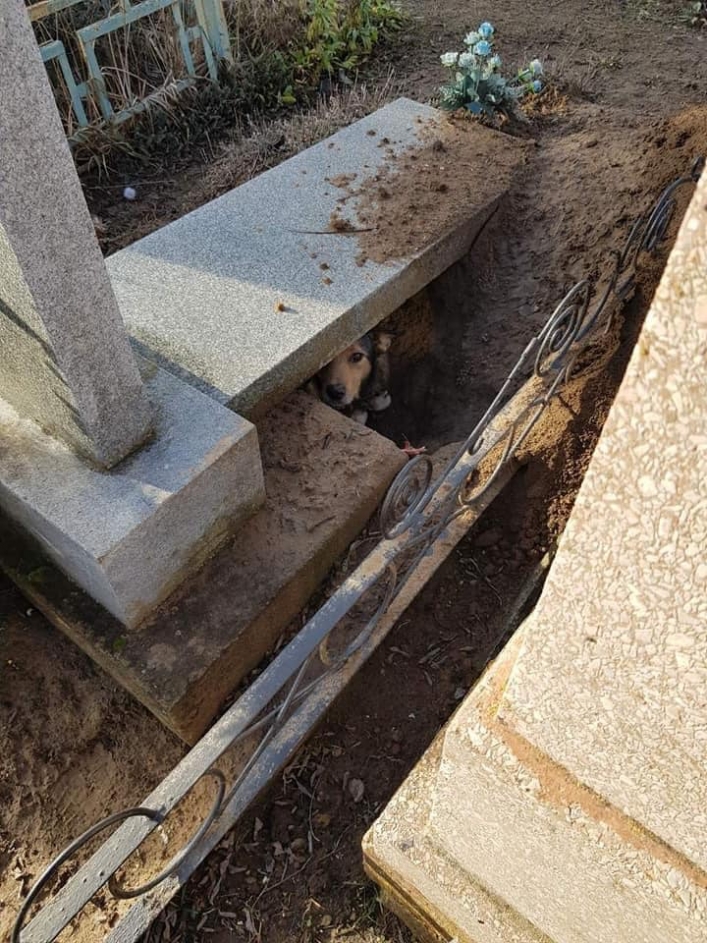 Под Мелитополем собака выкопала яму щенкам в могиле (фото)